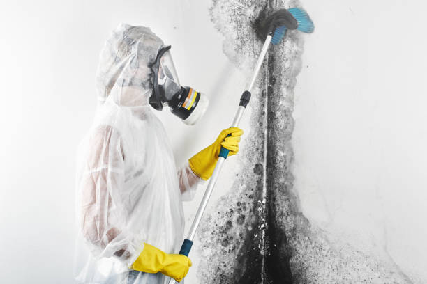 Forensic Mold Investigation in Beverly Hills, TX